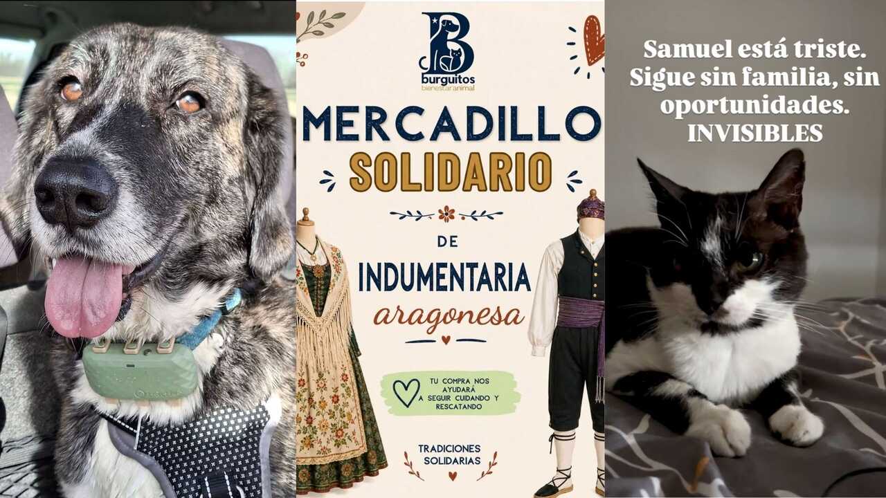 Der Flohmarkt in Zaragoza, auf dem du deine Tracht für die Pilar-Feste vervollständigen und Tieren helfen kannst