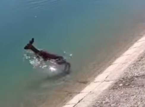 Guardia-Civil-Beamter springt ohne Kleidung in Kanal bei Los Monegros, um Rehkitz zu retten