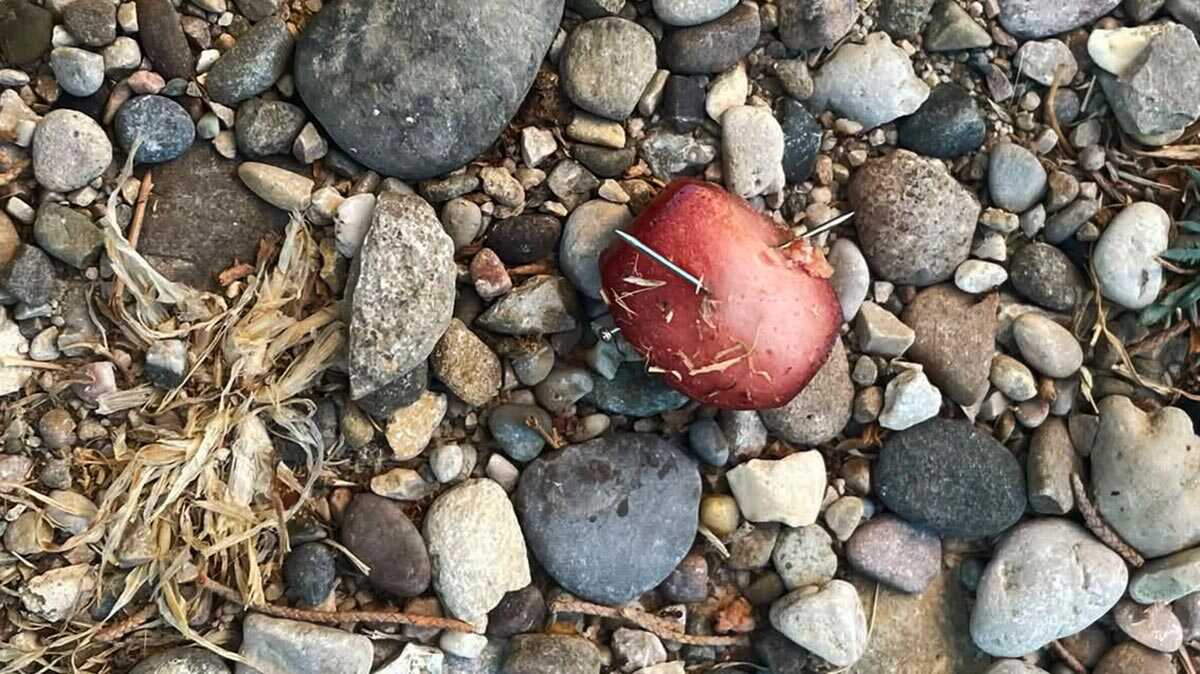 Alarm in La Jota: Futter mit Nägeln soll Hunde im Viertel verletzen