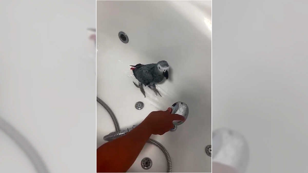 Happy End in La Jota: Vermisster Papagei Rosita dank Suchaufruf gefunden