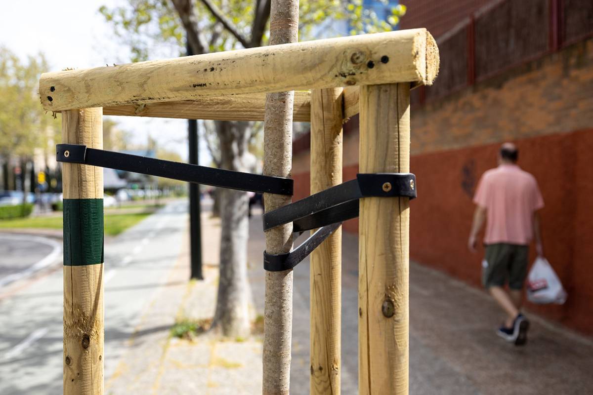 Umweltschützer durchkämmen Zaragoza auf der Suche nach leeren Baumscheiben, abgestorbenen Bäumen und falschen Baumschnitten