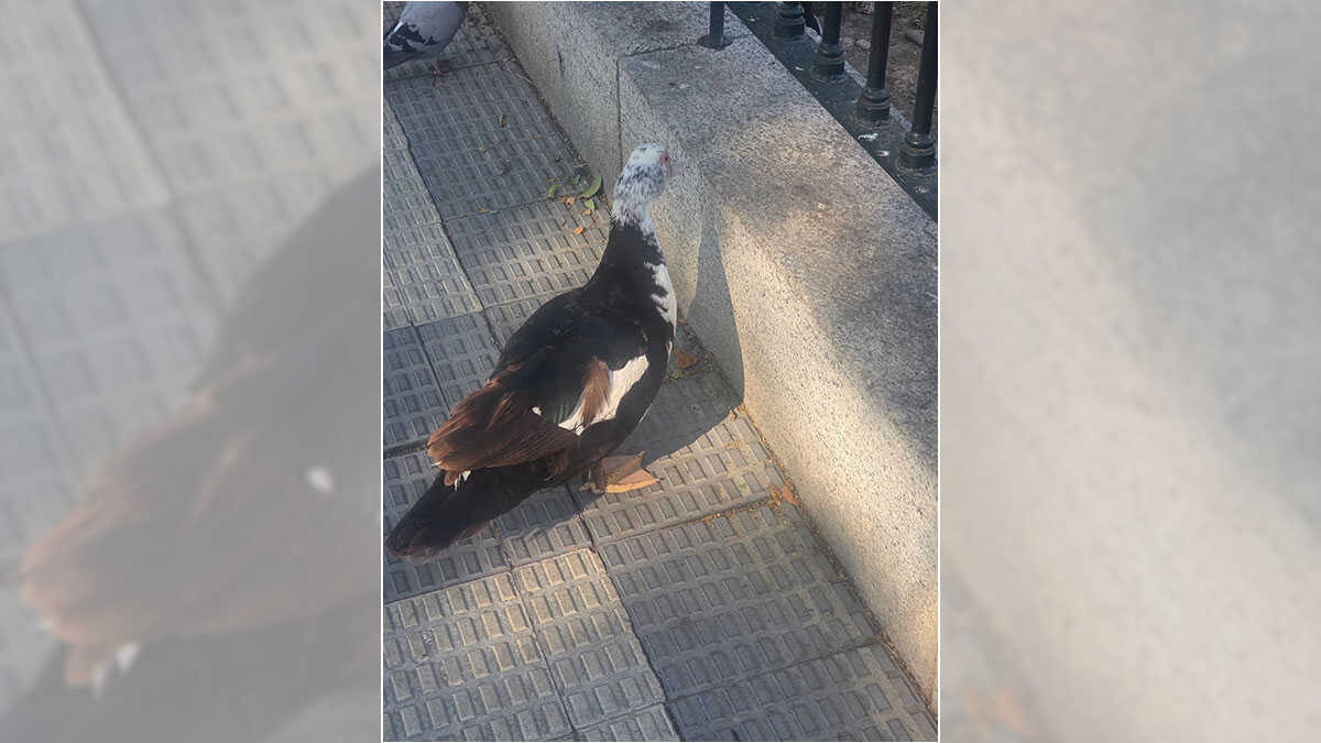 Beschwerden in Torrero über Anwohner, die Enten am Kanal füttern, und eine mögliche Rattenplage