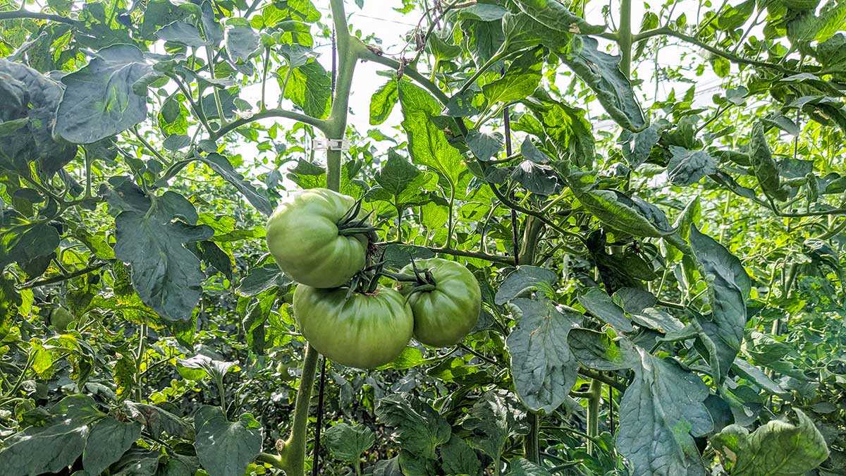 „Es sind keine Schrauben, sondern Pflanzen“: Hitze reduziert Produktion der Rosa-Tomate aus Barbastro um bis zu 30 Prozent