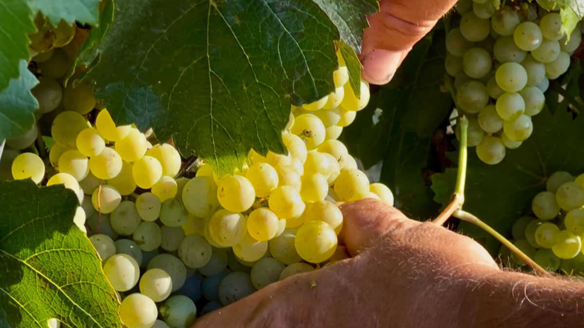 Somontano überschreitet 17 Millionen Kilo Trauben und beendet früheste Weinlese seiner Geschichte