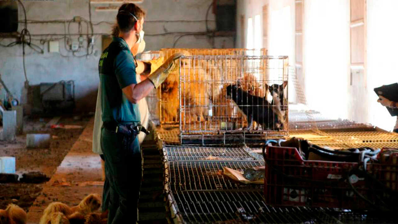 Hunde sind für 99 Prozent der auf Menschen übertragenen Tollwutfälle verantwortlich