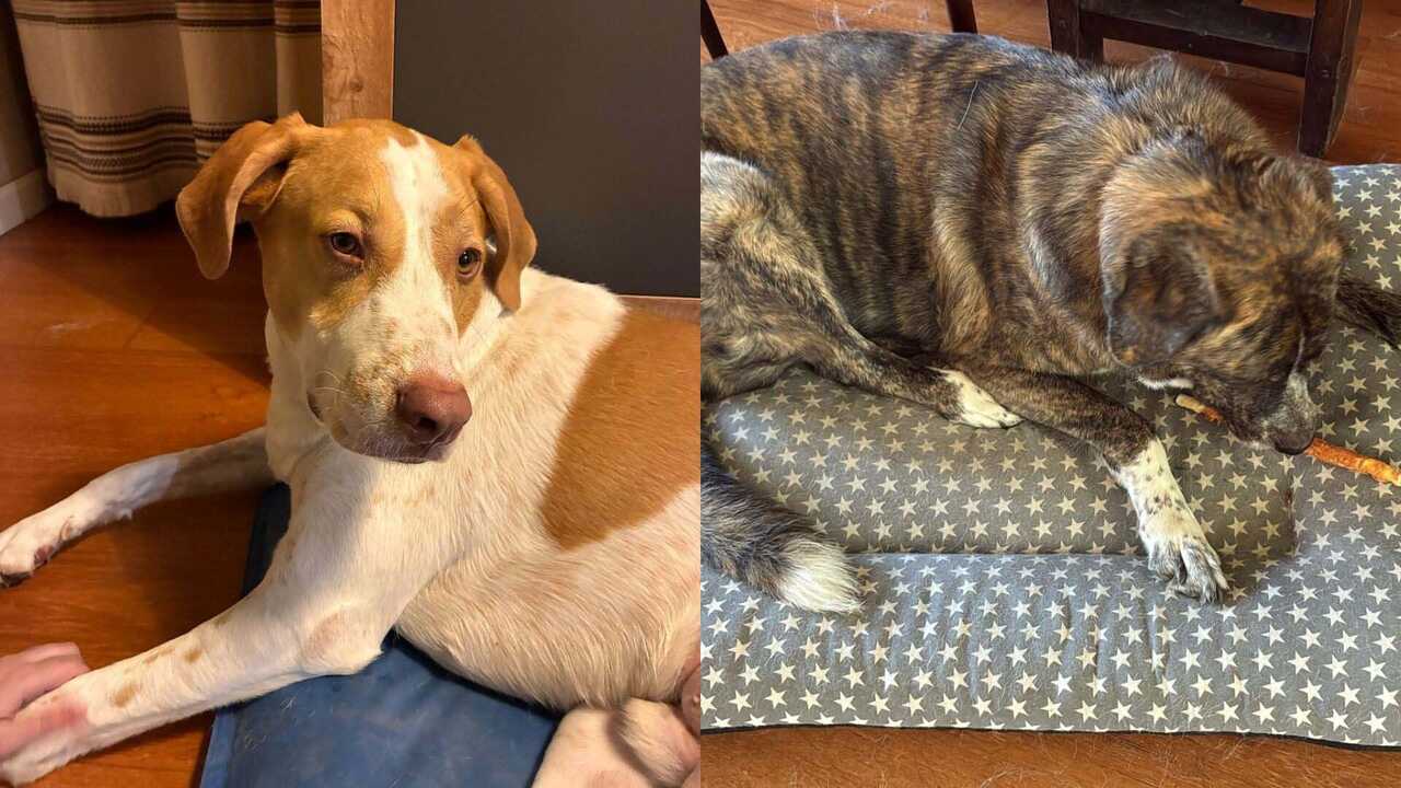 Rasmia und Rolde: Die Geschichte zweier Hunde aus Saragossa berührt die sozialen Netzwerke