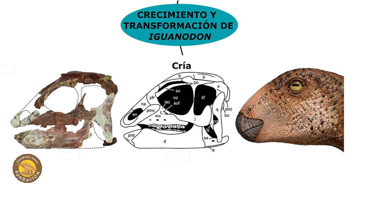 Vom Jungtier zum Erwachsenen: Fossilien aus Teruel ermöglichen Rekonstruktion des Iguanodon-Schädels
