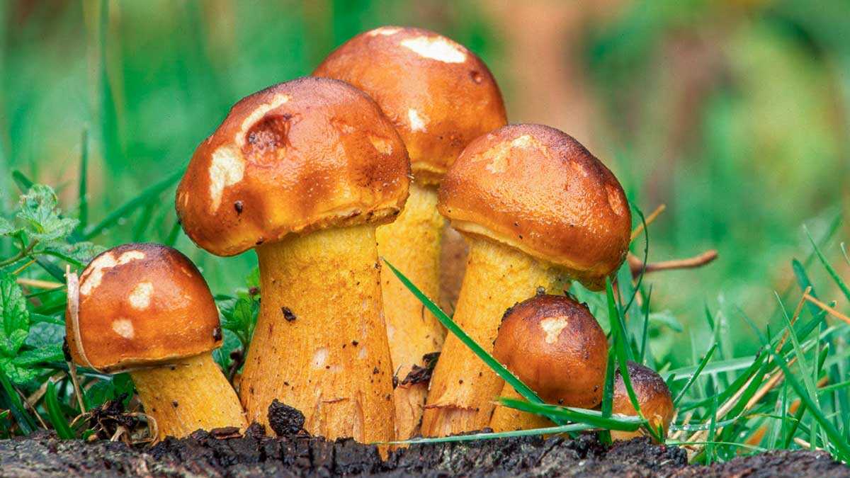 Zwei Tage zwischen Pilzen und Wäldern: Das erwartet die Mykologischen Tage der Sierra de Albarracín