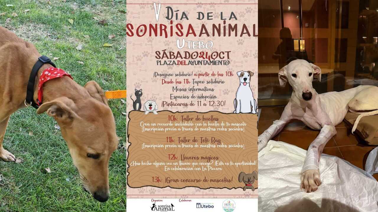 Flohmarkt, Workshops und Adoptionen: Diese Gemeinde in Zaragoza bereitet einen Solidaritätstag vor