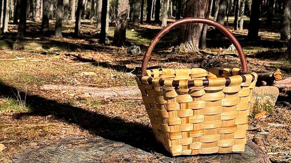 Wie viele Kilo Pilze darf man in Aragón legal sammeln? Regeln und Genehmigungen zum Schutz vor Bußgeldern
