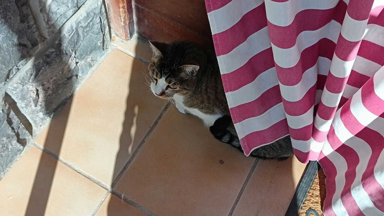 Happy End für Nano, den vermissten Kater aus Santa Isabel: „Er ist wieder da“