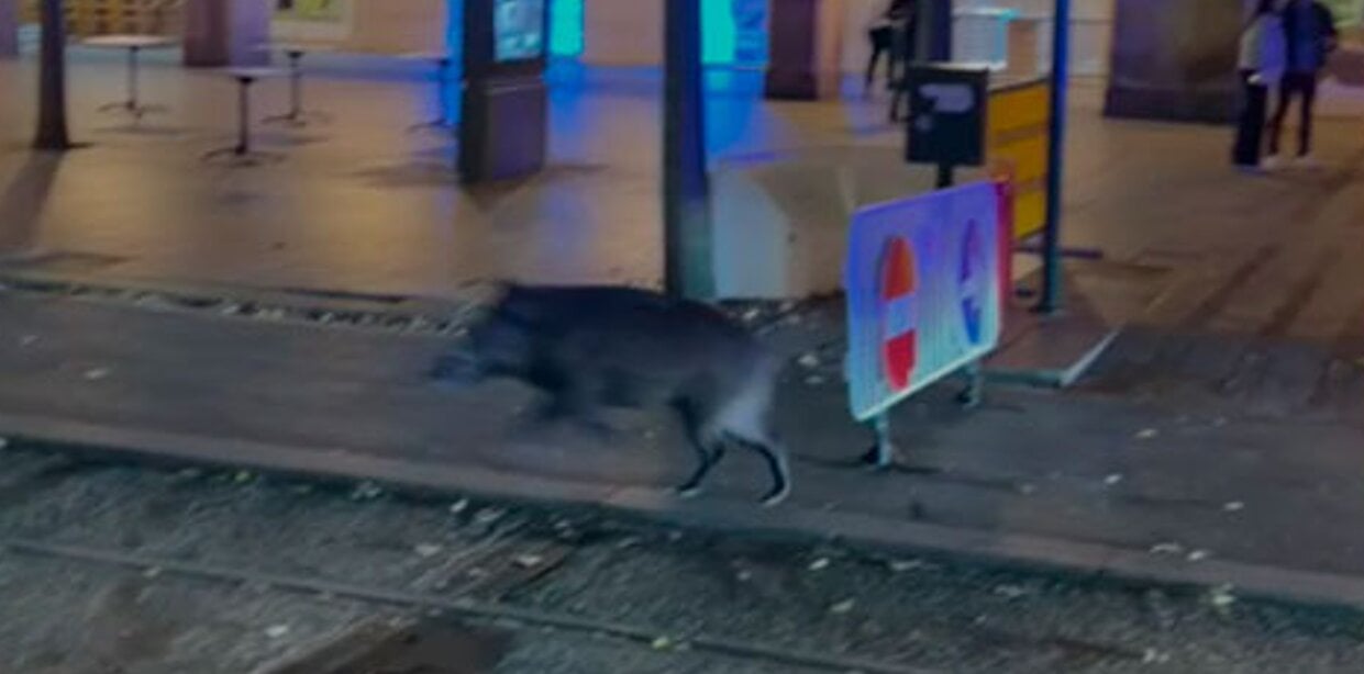 Aragonesischer Jagdverband bietet Zaragoza Hilfe im Umgang mit Wildschweinen an