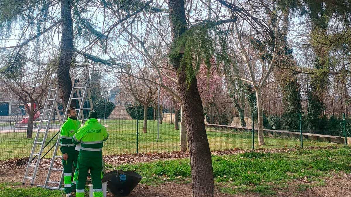 Die Stadt Zaragoza schreibt Behandlung gegen Kieferprozessionsspinner an Schulen und auf Spielplätzen aus